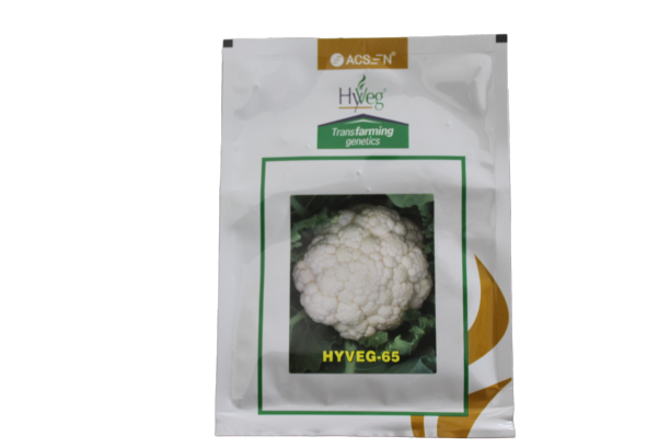 20250204081853_IMG_8608 HYBRID HYVEG _65 F1 _10GM